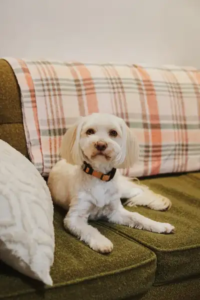 Rowan, the office dog
