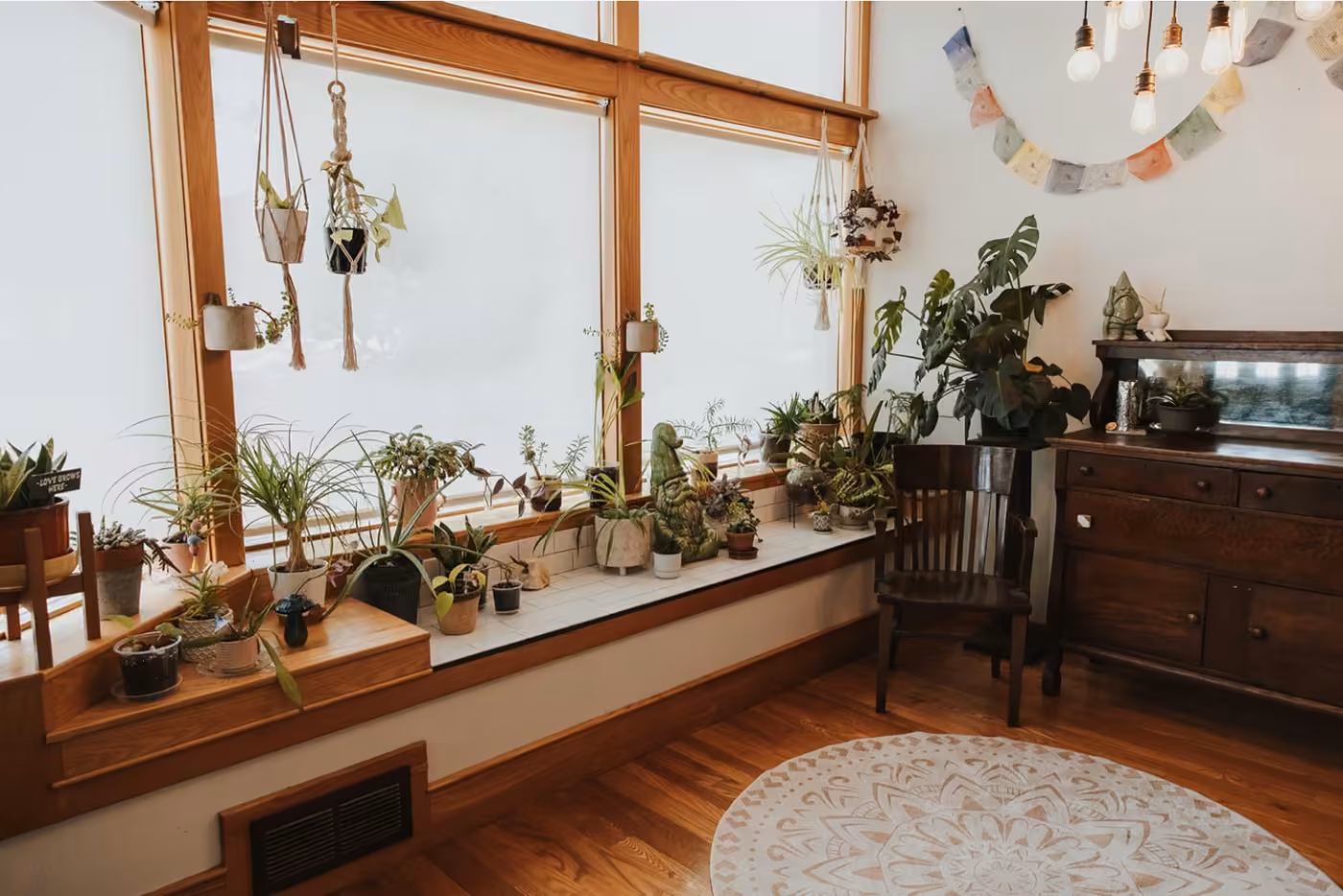 A sunlit window ledge filled with potted plants inside the Sana Vita office